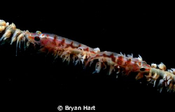 whip gobies - taken off No.1 - the reef on No.1 is called... by Bryan Hart 